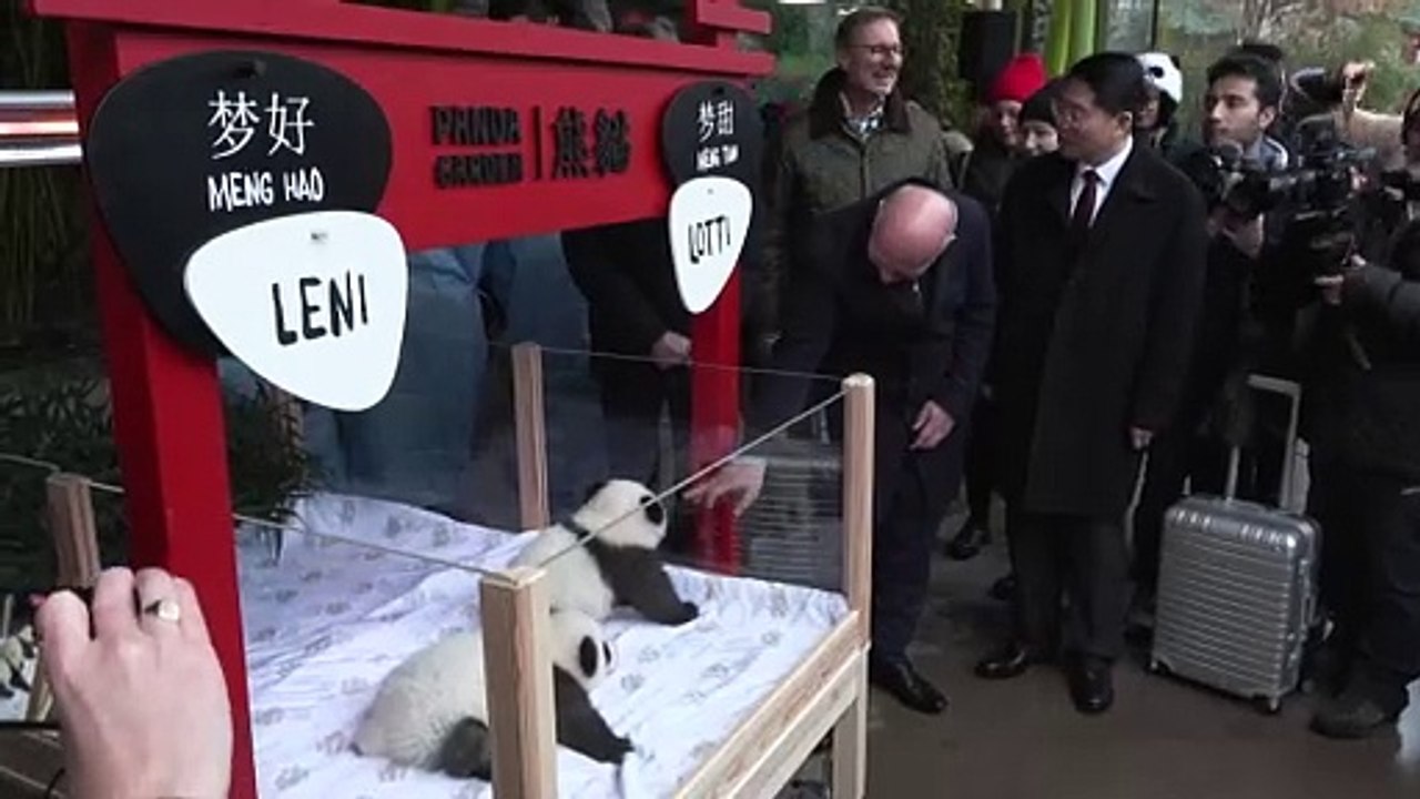 Pandazwillinge in Berliner Zoo heißen Leni und Lotti