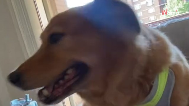 Verängstigtes Kätzchen trifft auf riesigen Hund: Kurz danach trauen alle ihren Augen nicht