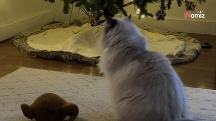 « Cela m’a brisé le coeur » : devant le sapin de Noël, elle trouve son chat Ragdoll et fond en larmes