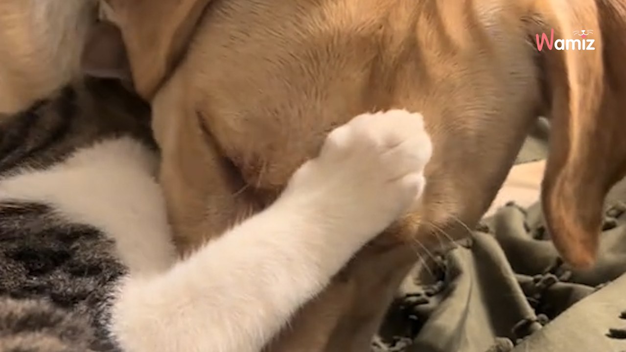 Leur chien creuse contre la clôture pour atteindre le chat des voisins : l'inévitable se produit (vidéo)