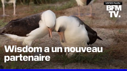 États-Unis: le plus vieil oiseau sauvage connu pond un œuf à l'âge de 74 ans