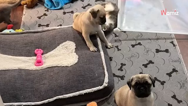 La chambre des chiots est envahie par des intrus : devant le « chaos total » 578K internautes hurlent de rire (vidéo)