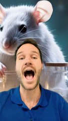 EXPERIENCE sur une SOURIS