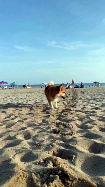 An awesome cute animal video : A nice dog kitten playing and relaxing