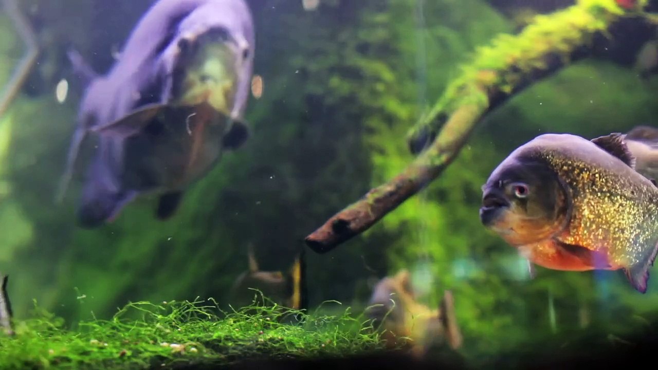 Fish tank
