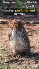 Un bon bain de minuit !