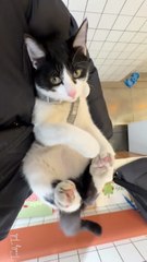 Does anybody’s cat accidentally bunny kick themself like this