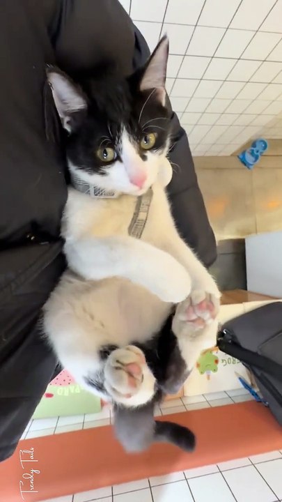 Does anybody’s cat accidentally bunny kick themself like this