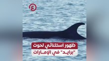 ظهور استثنائي لحوت "برايد" في الإمارات