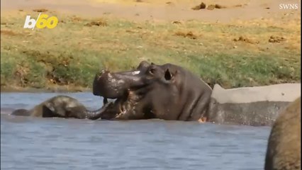 This Baby Elephant Has a Lot of Courage! Watch as It Charges At a Hippo Three Times its Size