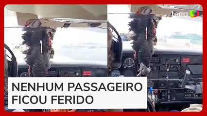 Avião colide com urubu e voa com a ave pendurada até pousar em cidade no Amazonas