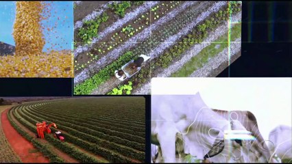 Preço do arroz segue em queda após recuo de 14% em novembro