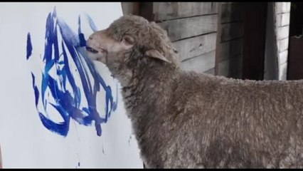 Nel rifugio in Sudafrica spunta "Baanksi", un montone che dipinge