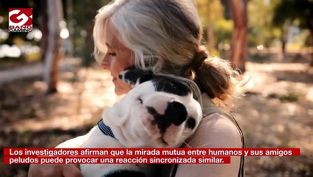 Los cerebros de perros y humanos se sincronizan cuando se miran fijamente