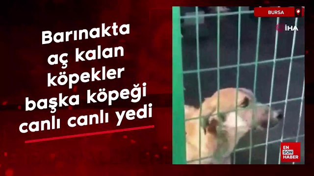 Bursa'da barınakta aç kalan köpekler, başka bir köpeği canlı canlı yedi