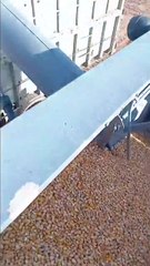 انطلاق حملة حصاد الذرة الصفراء بولاية أدرار