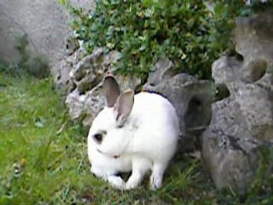 lapin nain