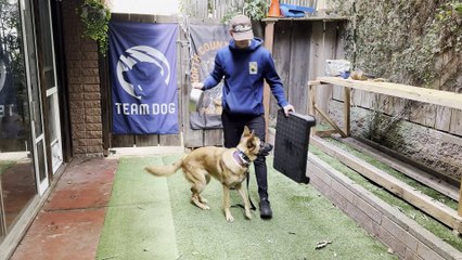 Day 2 of Pairing Cues with Locational Behaviors.