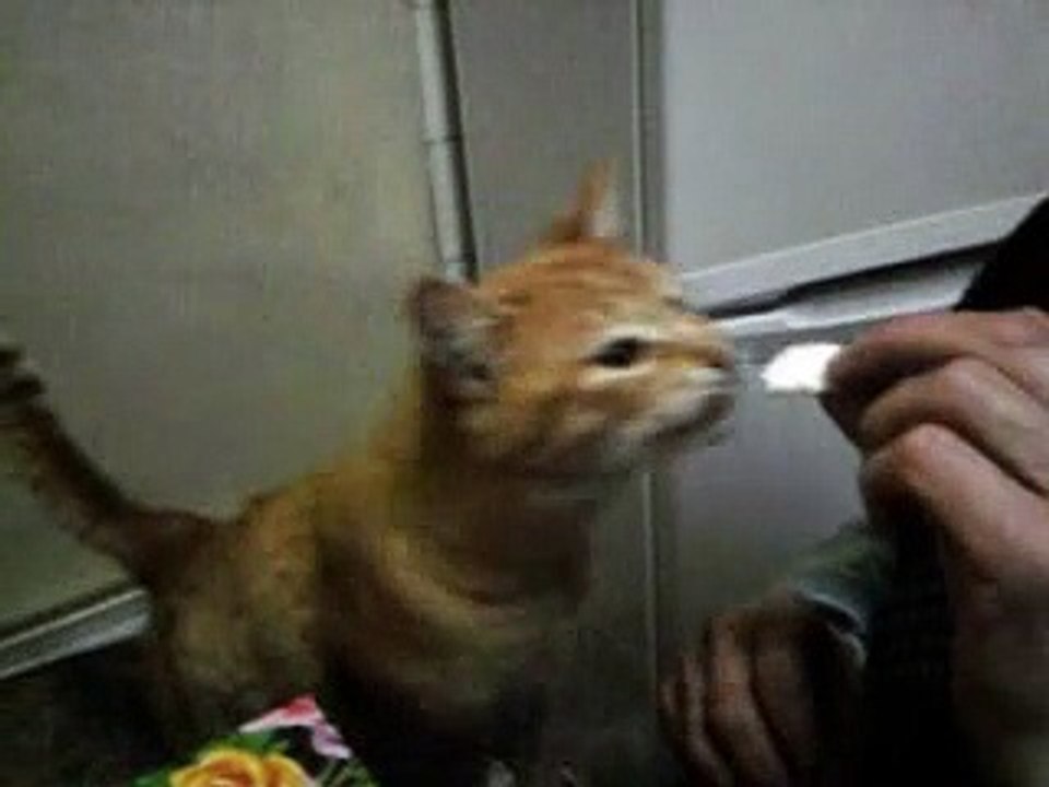 My cat
