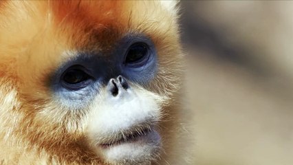 Rare Survivors: China's Iconic Wildlife | movie | 2020 | Official Trailer