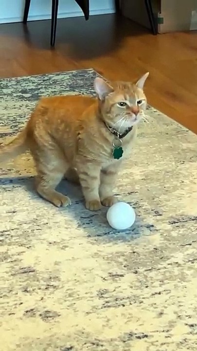 Oyen mengomel