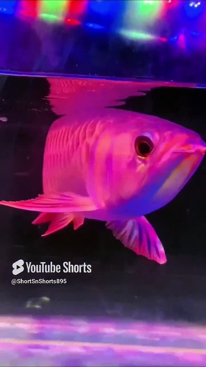 Arowana Fish Stunning Pinkish #colorfishsns895