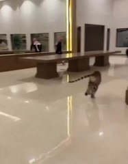 The Arab man playing with a tiger inside the house 😳. Video Daily Motion