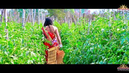 तोर बारी के तुमा नार I दिलीप राय,अंजली चौहान I Cg Hd Video Song।। Dilip Ray,भारती धुरी l Ajay Kumar