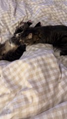 8 month old sibling kittens playing HARD