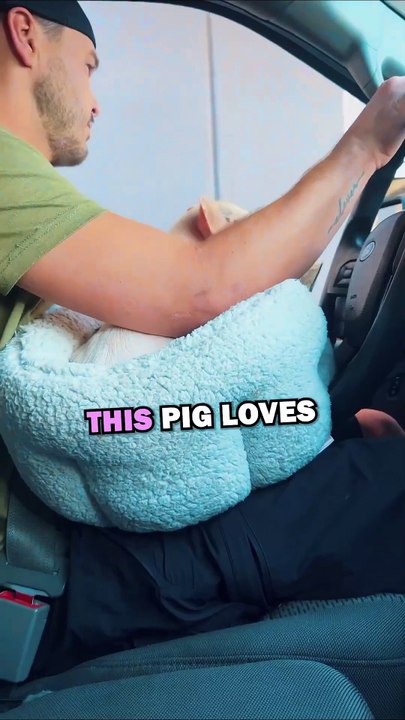 PIG DRIVE THRUS! #animals #pets #animalstories #animalrescue #cute #cuteanimals #natureglobal