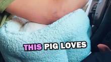 PIG DRIVE THRUS! #animals #pets #animalstories #animalrescue #cute #cuteanimals #natureglobal