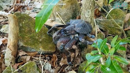 Khám Phá Bí Ẫn Của Loài Cua Dừa Khổng Lồ Dưới Ánh Trăng Tròn