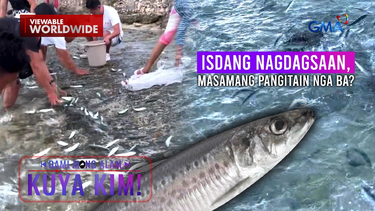 Sandamakmak na isda, dumagsa sa pampang ng Cebu! | Dami Mong Alam, Kuya Kim!