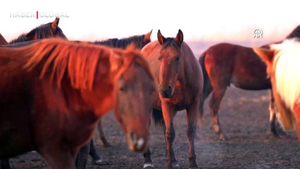 Kayseri kırsalında sürü halinde yaşayan yılkı atlarından büyüleyici görüntüler