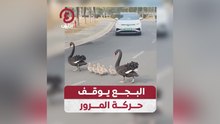 البجع يوقف حركة المرور