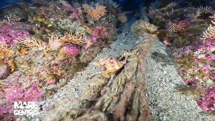 Mare Dentro puntata 10 Torre Faro