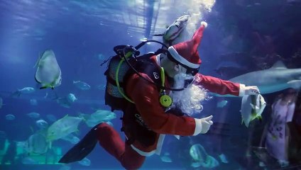 Seru! Sinterklas Menyelam Bareng Hiu di Budapest