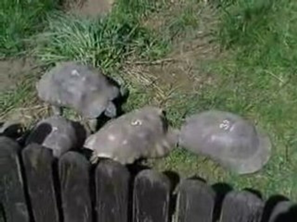 Video (12)