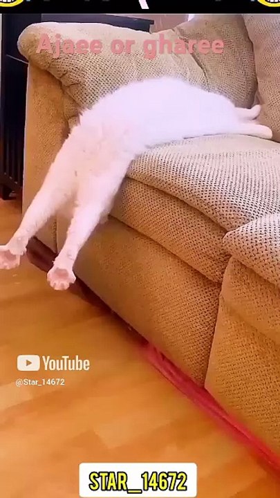 Amazing action of 🐈 #shorts #cat #funny #fighting  #lover @Star_14672