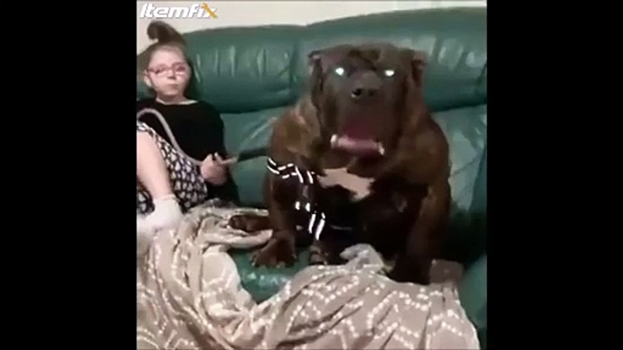 N'aillez pas peur, ce gros chien ne mord pas...