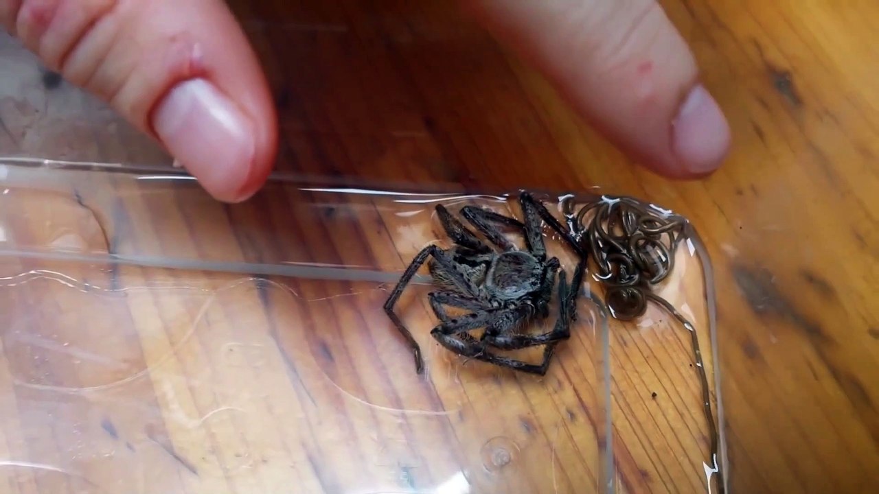 Regardez ce qui sort de cette araignée... ver parasite terrifiant