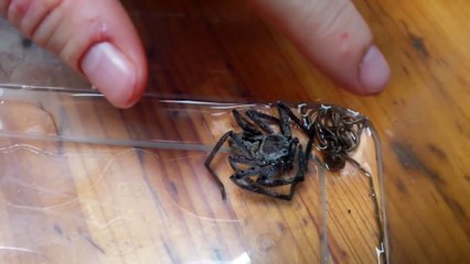 Regardez ce qui sort de cette araignée... ver parasite terrifiant
