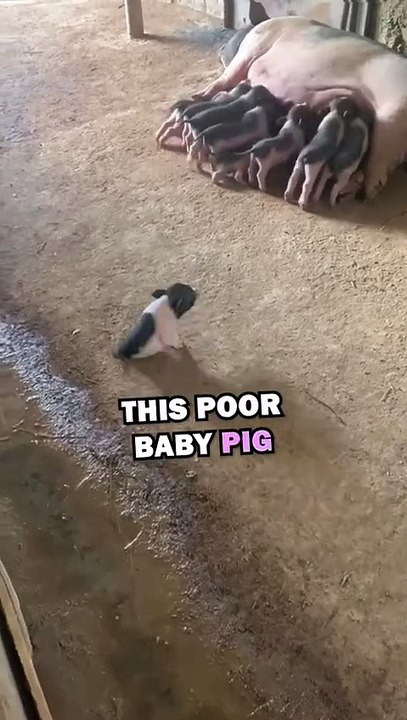 TWO LEGGED PIG! #animals #pets #animalrescue #animalstories #cute #cuteanimals #natureglobal