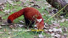 Incredible Red Panda Facts. Secrets of the Bamboo Lovers!