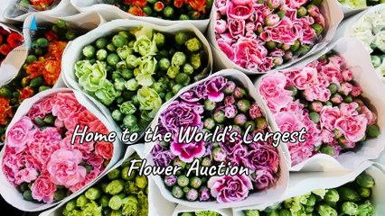 Top 20 Surprising Facts About the Netherlands | Hidden Gems