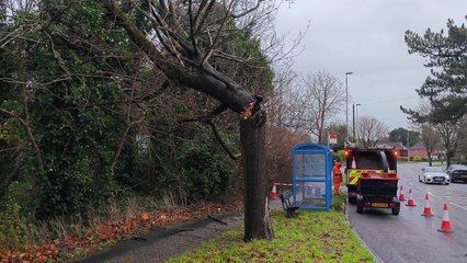 Thick tree snaps at trunk in Worthing during Storm Darragh