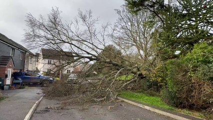 The tree which has come down in Trenavin Close in Crediton, video Alan Quick IMG_9396