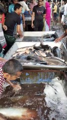 A Day at the Bazar: Fishermen Selling Fresh Catches to Earn a Living