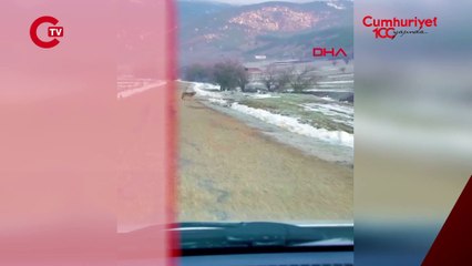 Cep telefonu ile görüntülendi... Karayoluna kurt indi!