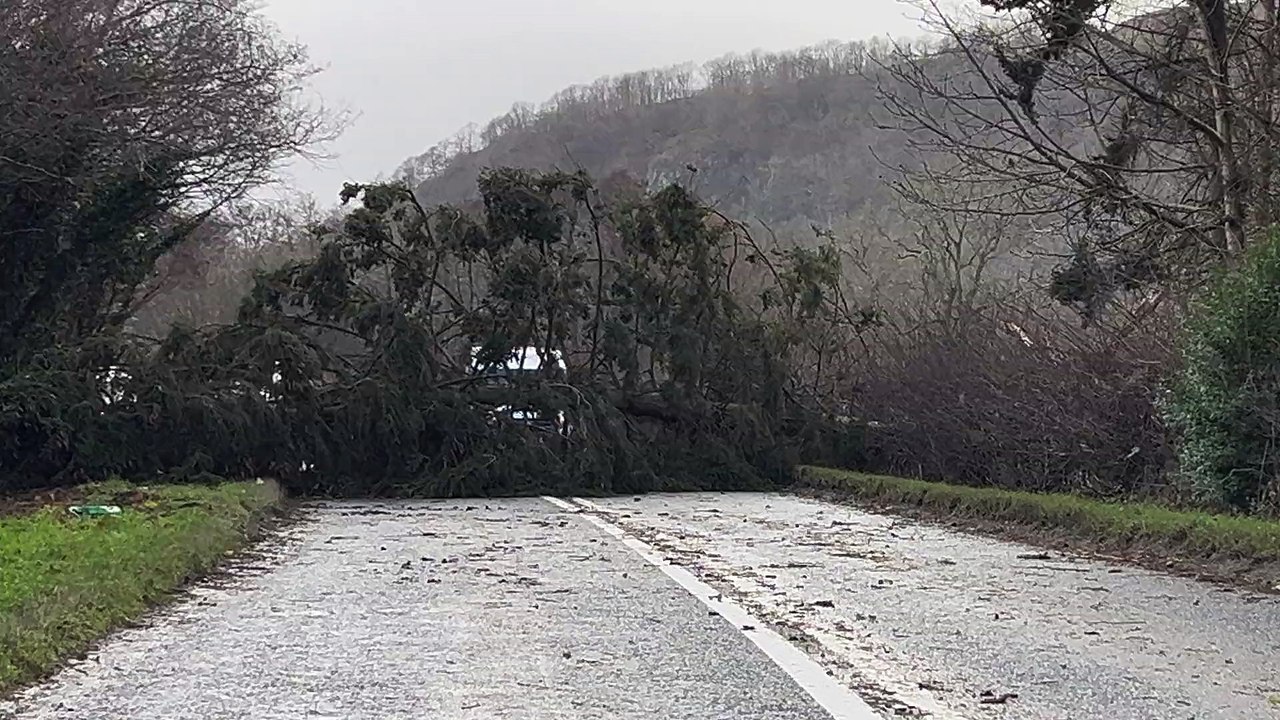 Tree blocks road on A44